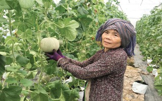Huyện Ứng Hòa - TP. Hà Nội: Phát triển mô hình trồng cây nông nghiệp bền vững